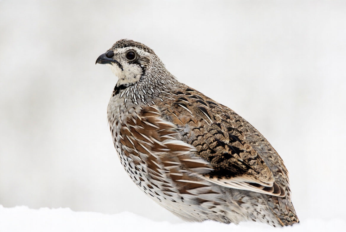 Northern Bobwhite Quail Hatching Eggs - Premium Hatching Eggs for Quality Farming and Hatching