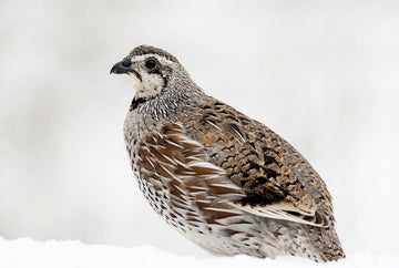 Northern Bobwhite Quail Hatching Eggs - Premium Hatching Eggs for Quality Farming and Hatching