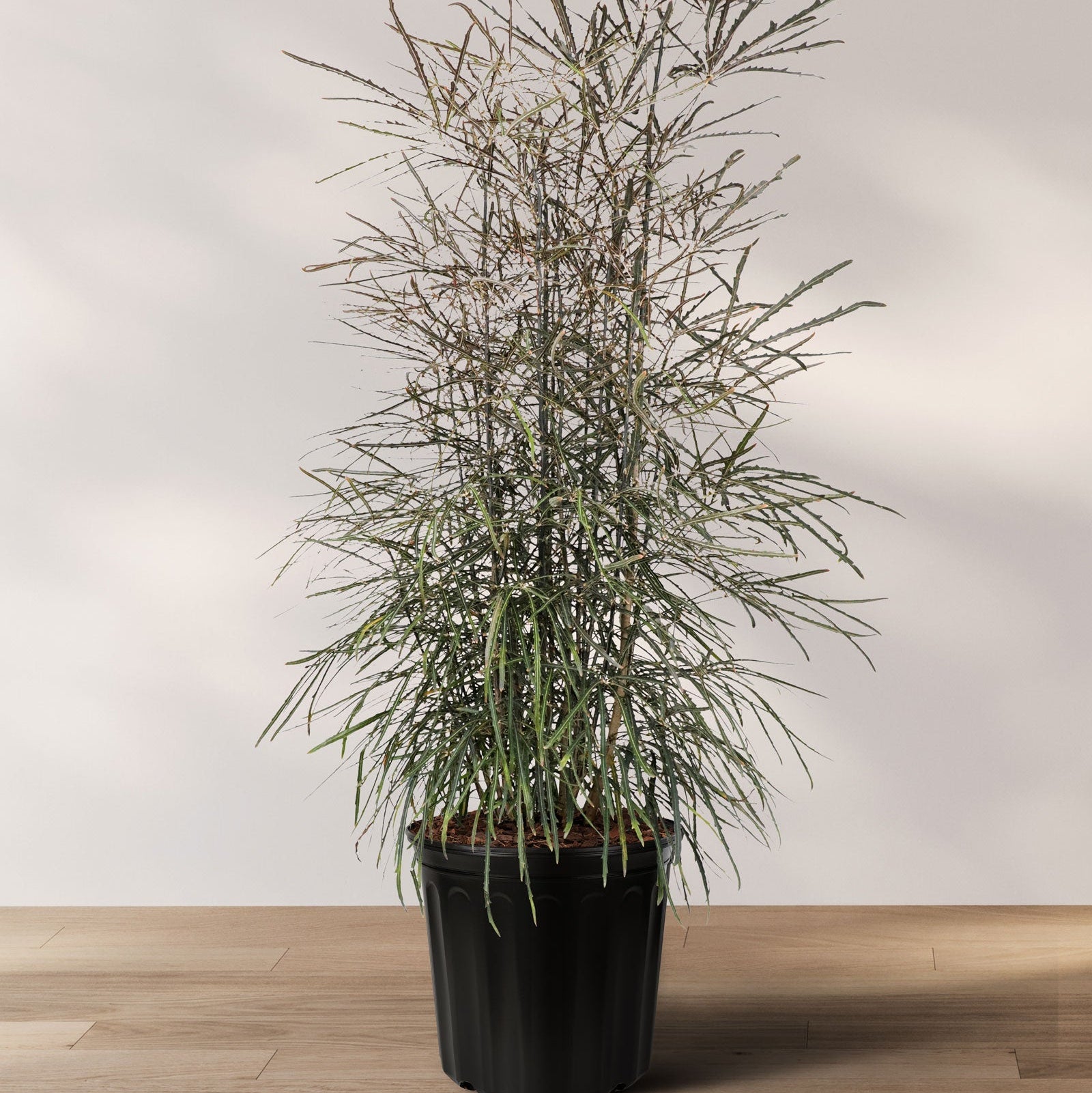 A potted False Aralia (Schefflera Elegantissima) with dark green, feathery leaves, placed on a wooden floor against a white background.