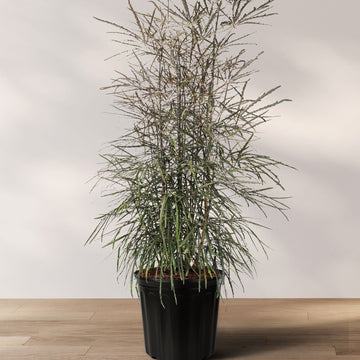 A potted False Aralia (Schefflera Elegantissima) with dark green, feathery leaves, placed on a wooden floor against a white background.