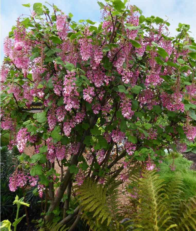 Ribes sanguineum var. glutinosum 'Claremont'