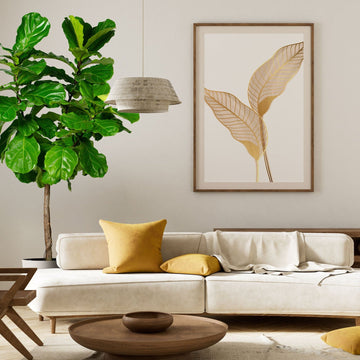 Ficus Lyrata Tree Form in 7 gallon nursery pot with large glossy green leaves and sculpted indoor tree structure, ideal for modern living rooms and luxury interior spaces.