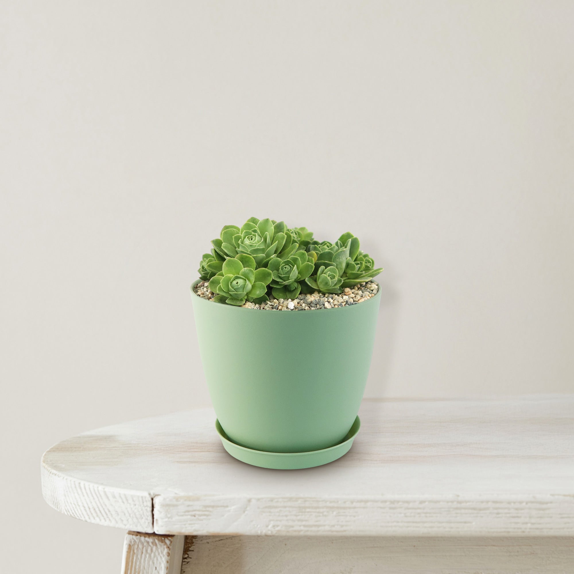 Mountain Rose Succulent ‘Aeonium dodrantale’ (Greenovia dodrantalis)