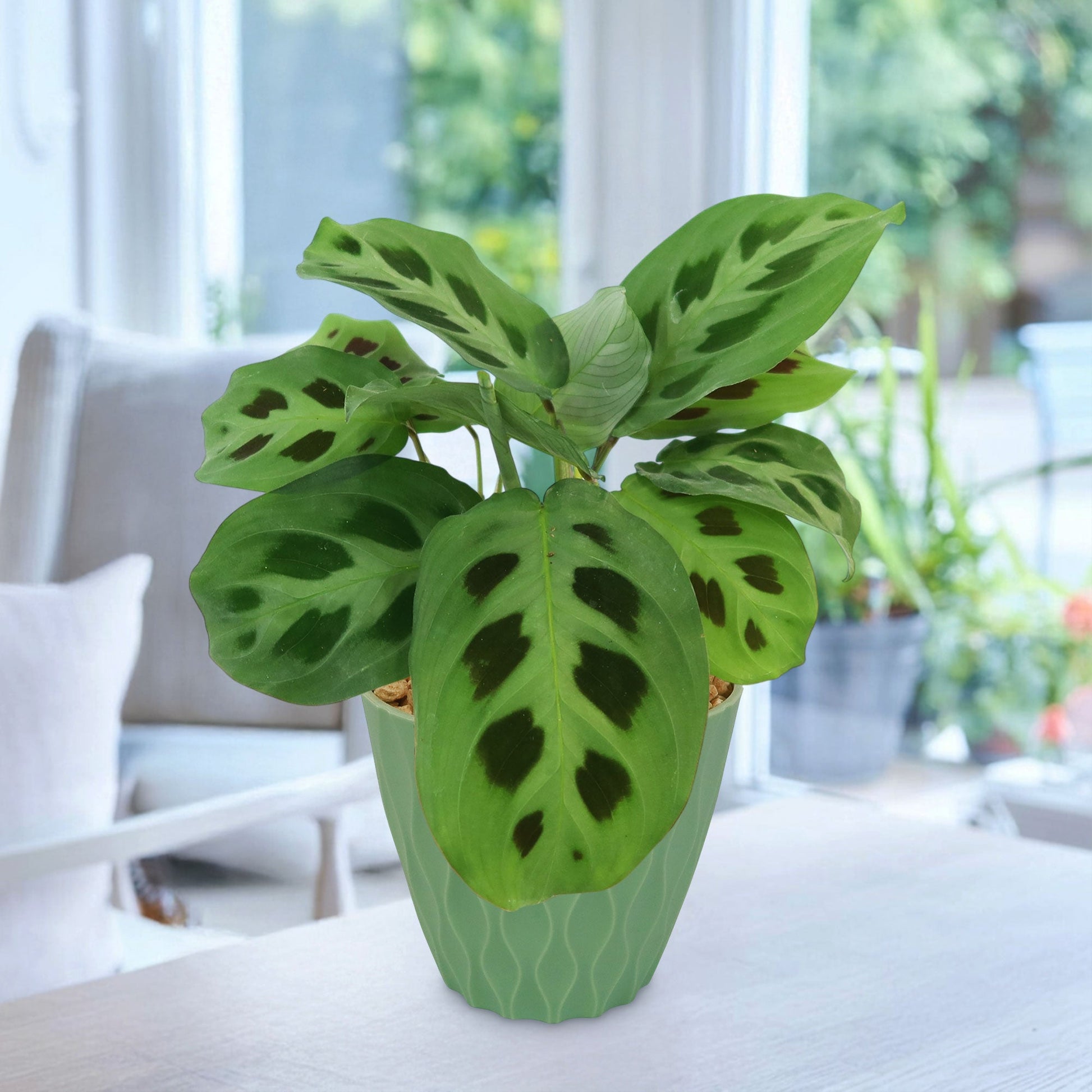 Front view of Maranta leuconeura prayer plant with patterned leaves and dark oval markings in a green pot on a bright table