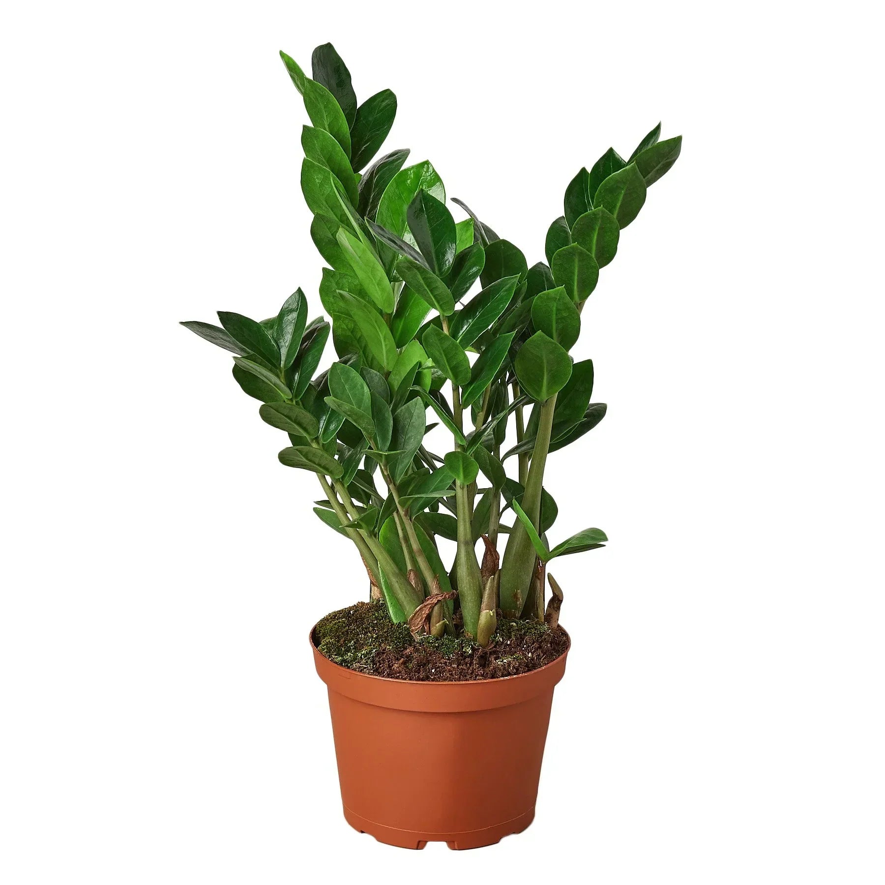 Zamioculcas Zamiifolia ZZ - ZZ Top Performer: Low-Light, Drought-Tolerant Houseplant