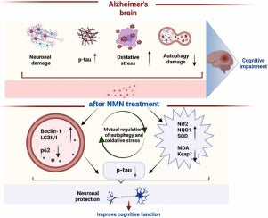 glutathione and alzheimer's does nmn increase Therapeutic effect of nicotinamide mononucleotide on disease through activating autophagy anti-oxidative
