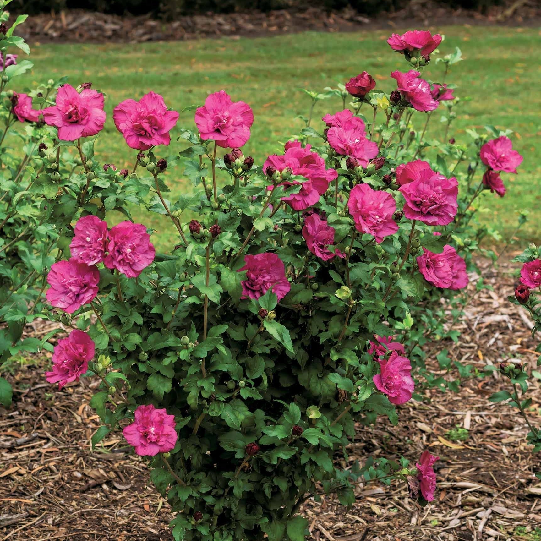 Garteneibisch Magenta Chiffon - Bakker