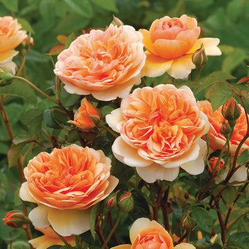 Fresh Light Orange English Rose Seeds – Double-Petal Heirloom Non-GMO | High Germination Organic Garden Seeds for Planting