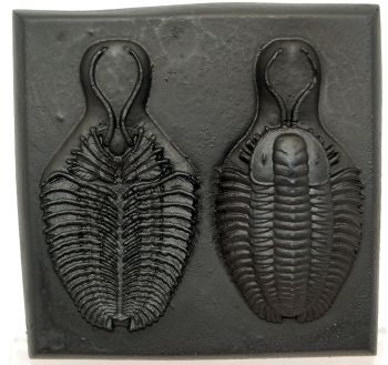 Triarthrus eatoni, trilobite recostruction