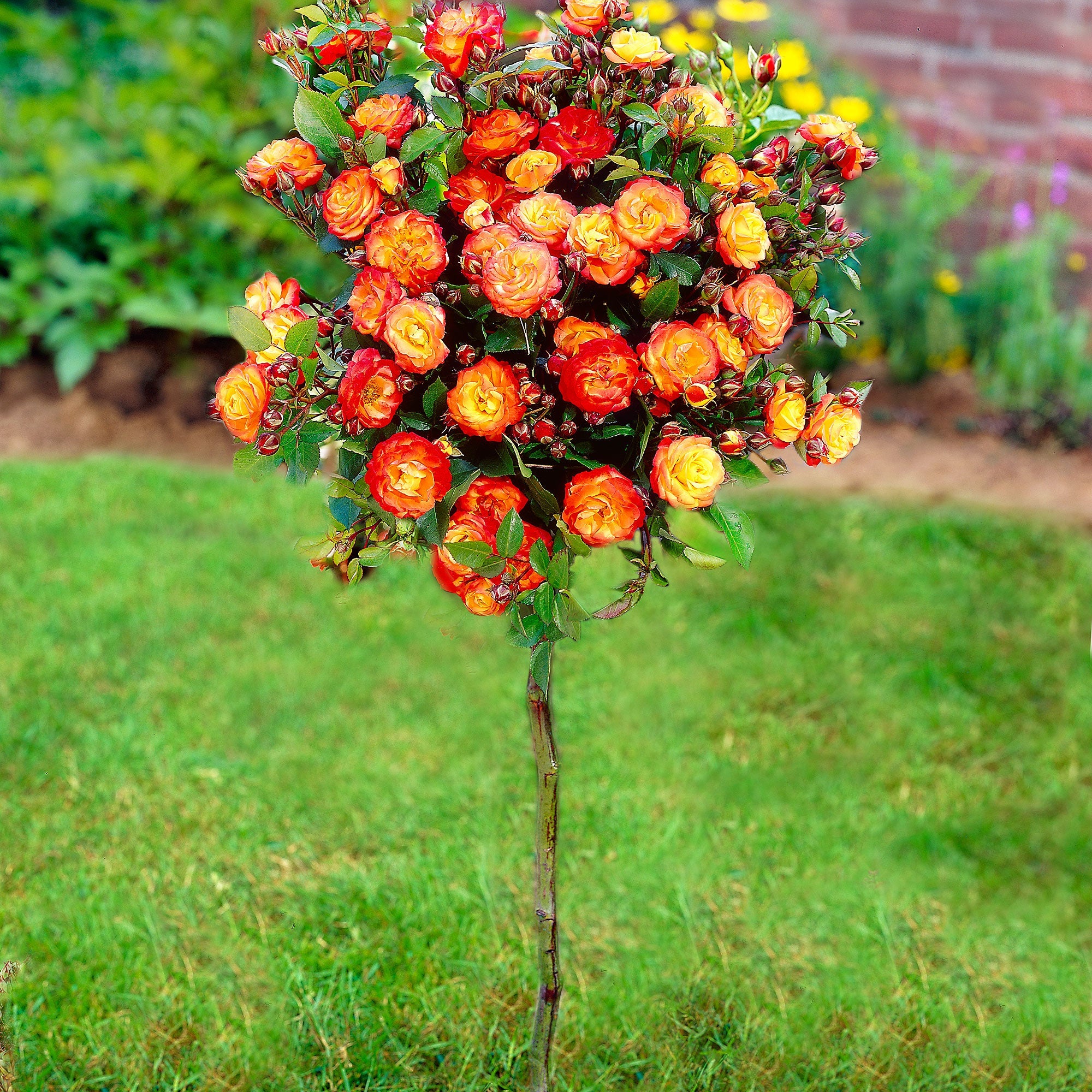 Stammrose  Rosa 'Cuba Dance' orange-gelb-rot - Wurzelnackte Pflanzen - Winterhart