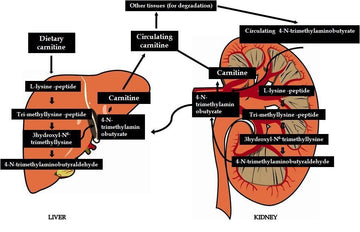 Role of carnitine in disease | Nutrition & Metabolism