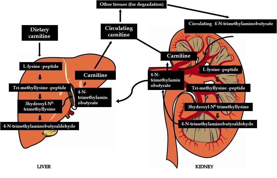 Role of carnitine in disease | Nutrition & Metabolism
