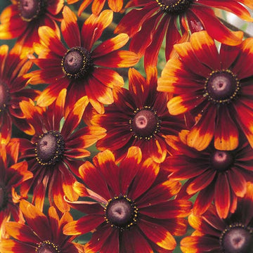 Rudbeckia Chocolate Orange Seeds