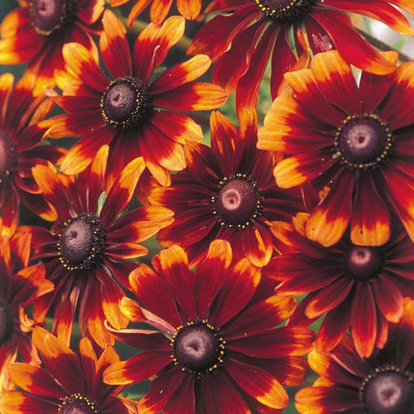 Rudbeckia Chocolate Orange Seeds