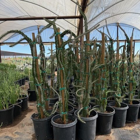 15 gallon African Ocotillo (Alluaudia procera) staked in nursery pots inside greenhouse — Phoenix, AZ