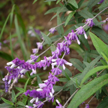 Leucantha Salvia Seeds – Flower Plant