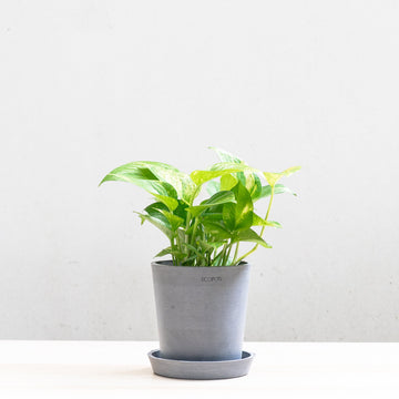 Golden Pothos (M) in Ecopots