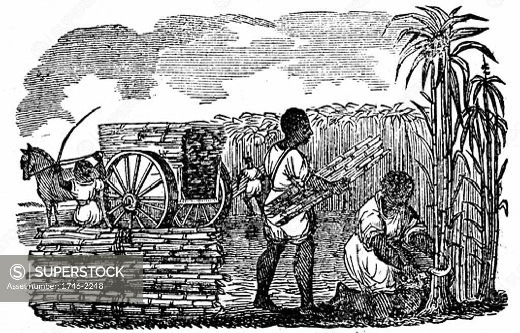 Slaves in tobacco plantation, Virginia. Woodcut from Scenes of American  Wealth and Industry Boston 1833. Woodcut