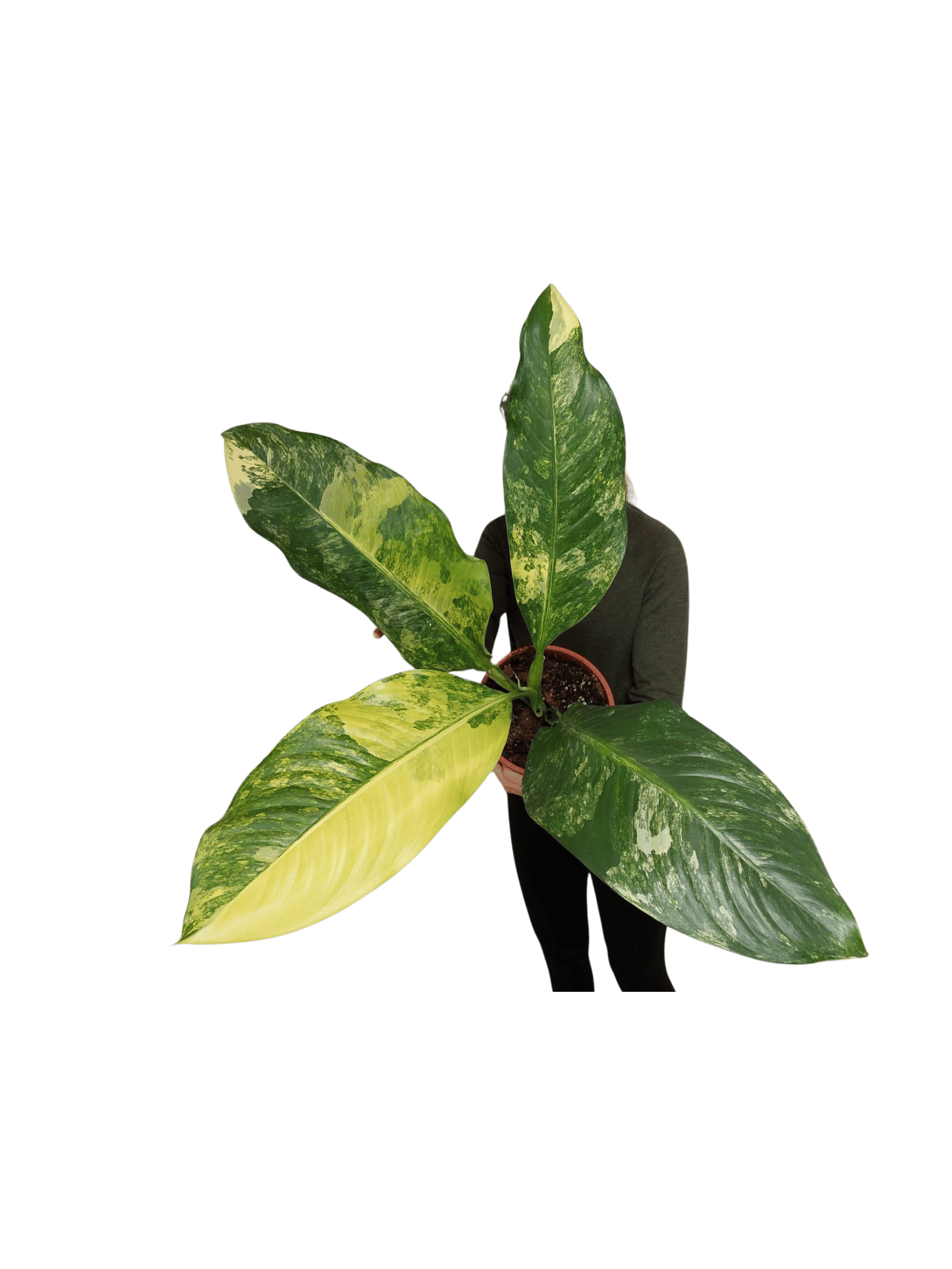 Dieffenbachia Big Ben Variegata