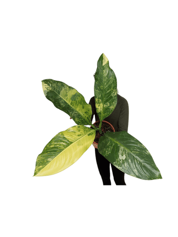 Dieffenbachia Big Ben Variegata