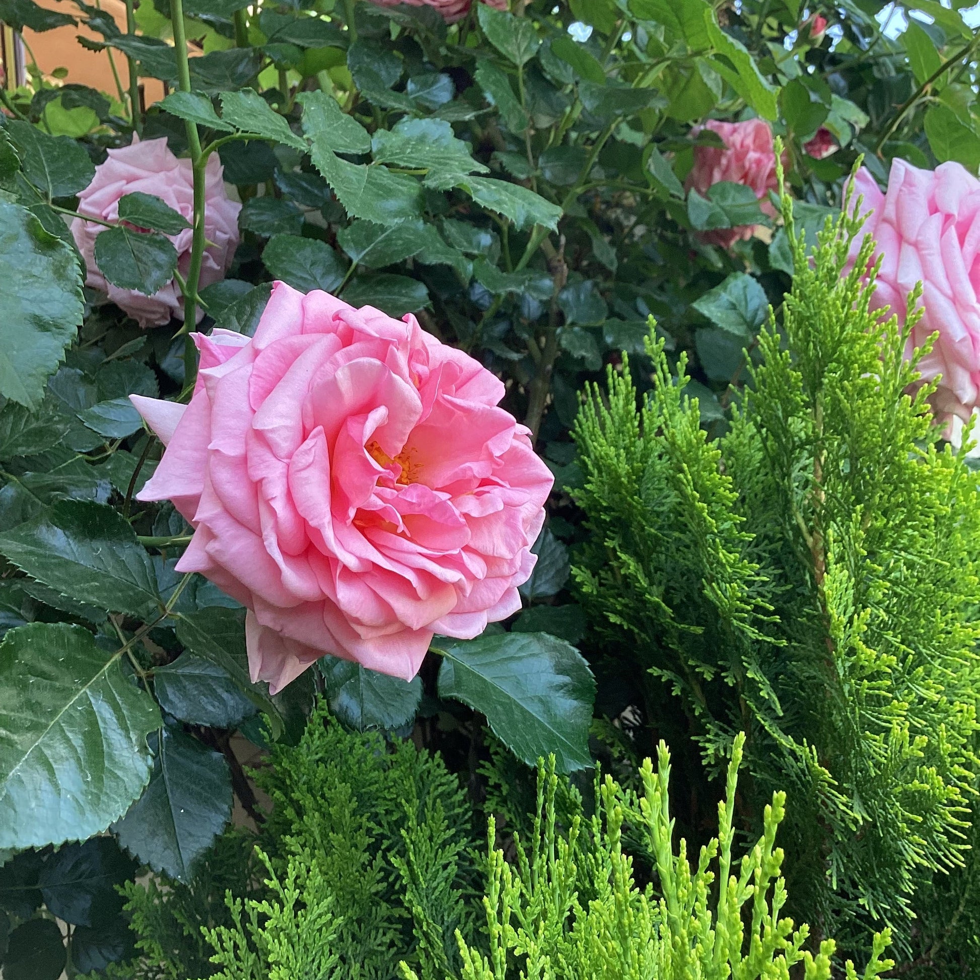 Rosa Damascena Seeds for Planting – Organic, Heirloom, Non-GMO Aromatic Flower Seeds