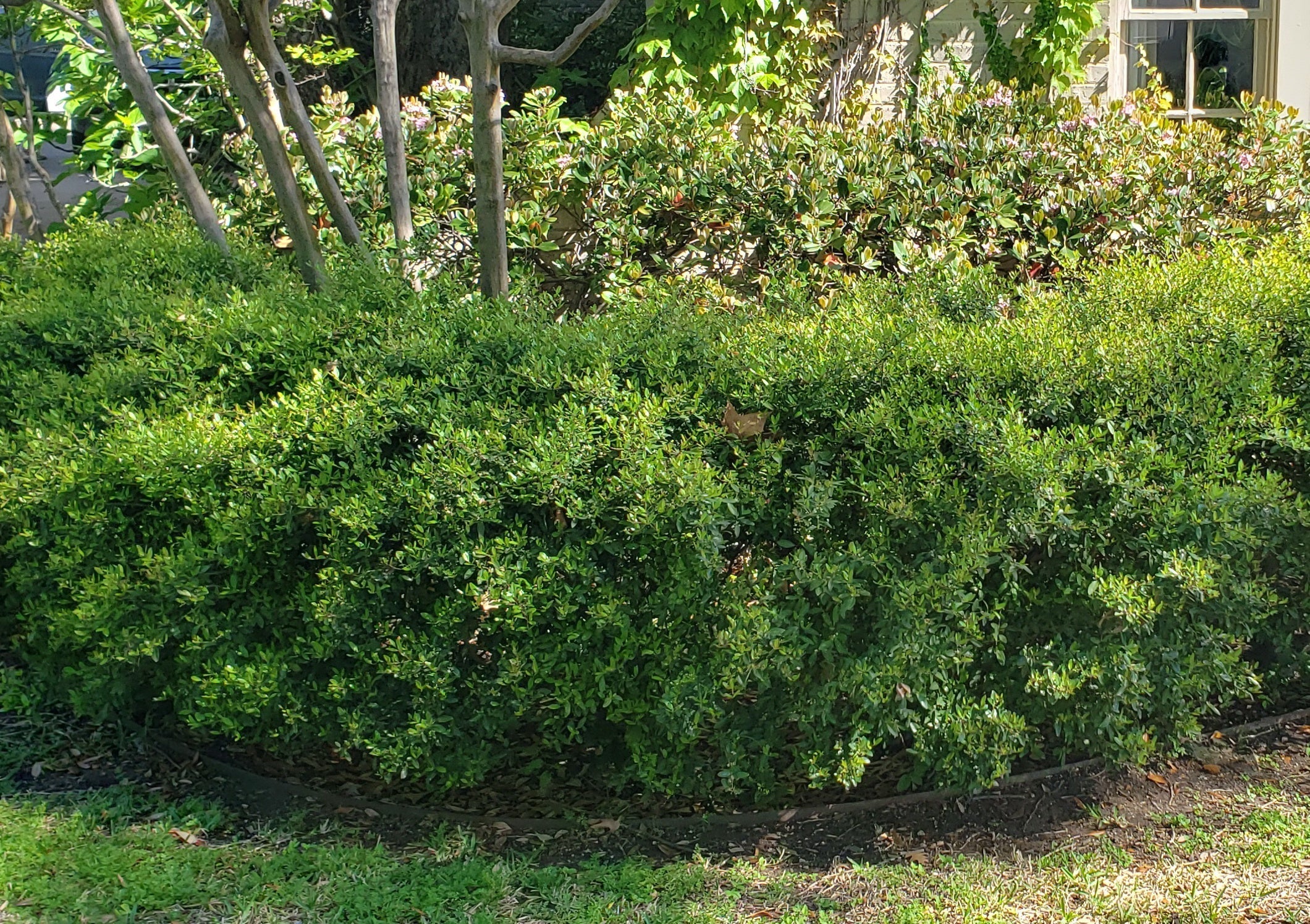 Ilex vomitoria 'Nana' (Dwarf Yaupon Holly 'Nana')