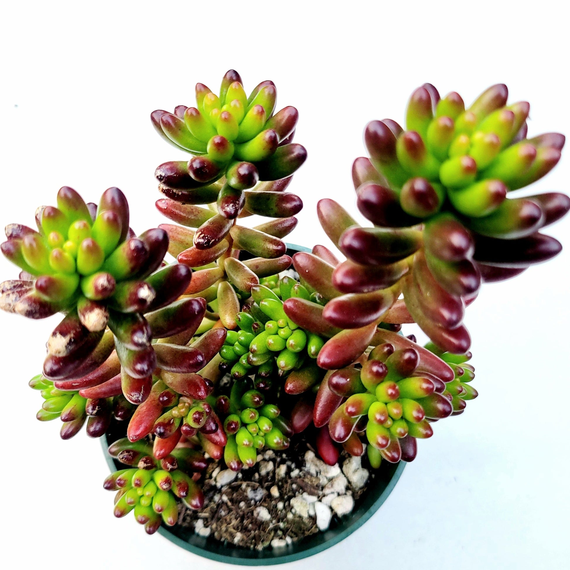 Sedum rubrotinctum Jelly Bean succulent in small pot.