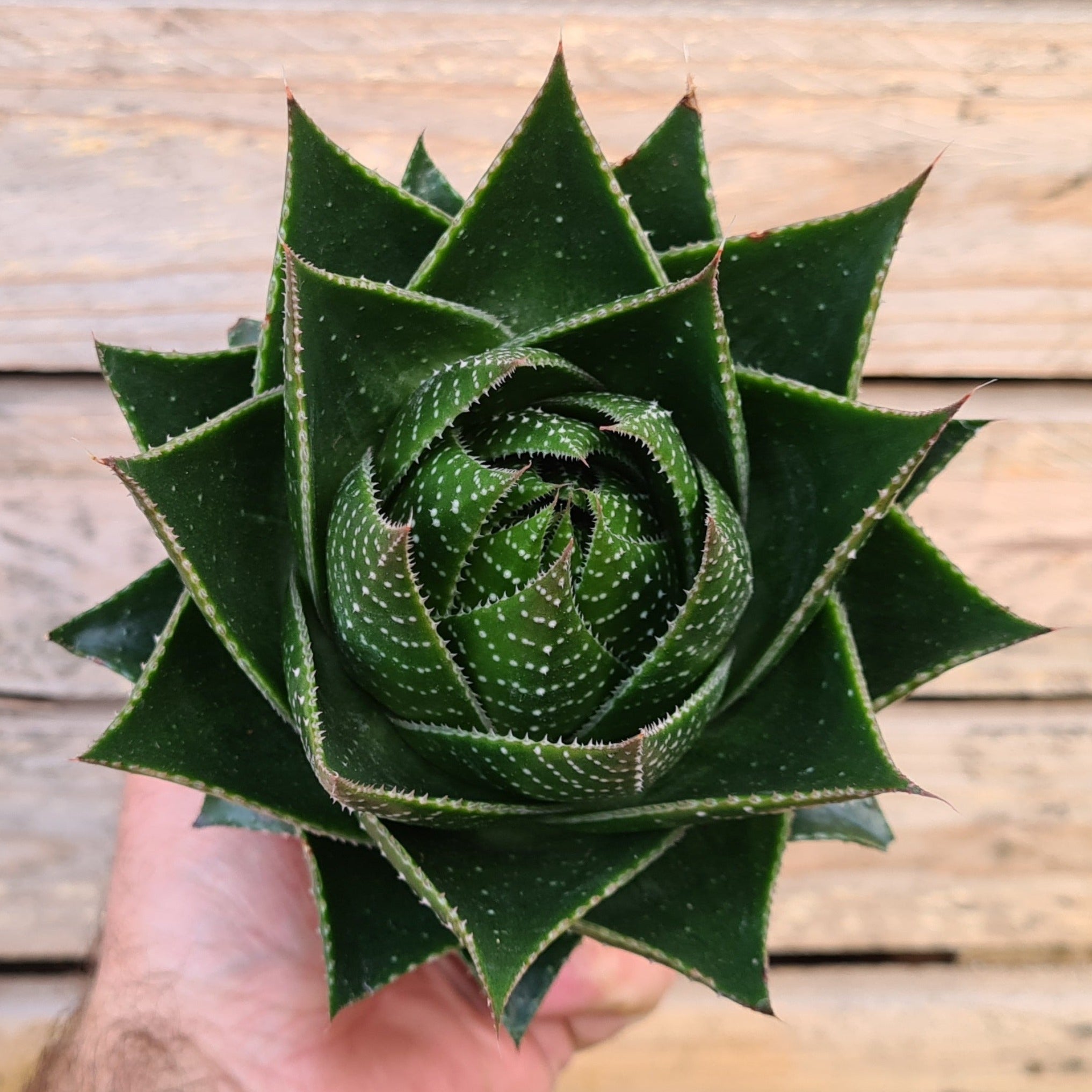 Aloe aristata 'Cosmo'