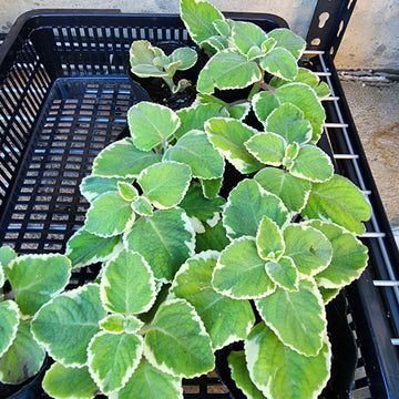 Cuban Oregano Herb- Varigated- 3" Pot |Indian Borage| Plectranthus amboinicus