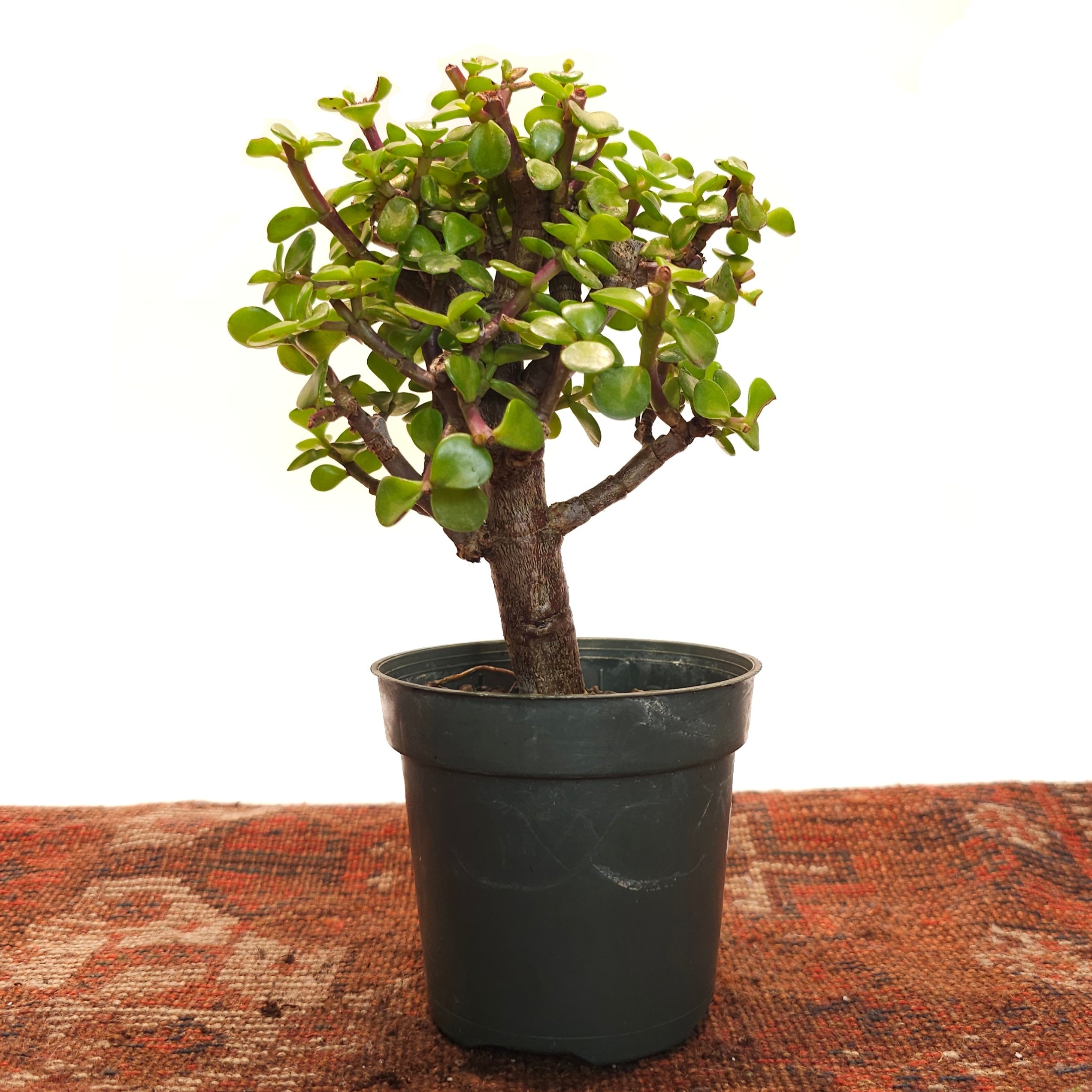 Elephant Bush Jade: Portulacaria afra - 4 inch pot — indoor plant — indoor plant for sale by Promise Supply for delivery and pickup in Toronto.