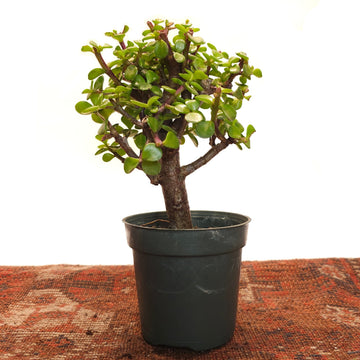 Elephant Bush Jade: Portulacaria afra - 4 inch pot — indoor plant — indoor plant for sale by Promise Supply for delivery and pickup in Toronto.