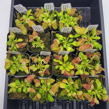 Cephalotus follicularis seed grown -Cephalotus -Rainbow Carnivorous Plants LLC