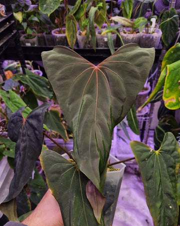 Anthurium papillilaminum Ralph Lynam S1