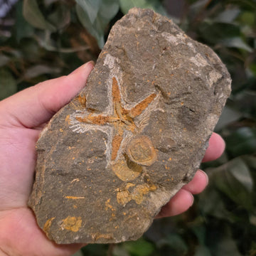 Fossil Starfish & Sand Dollars H