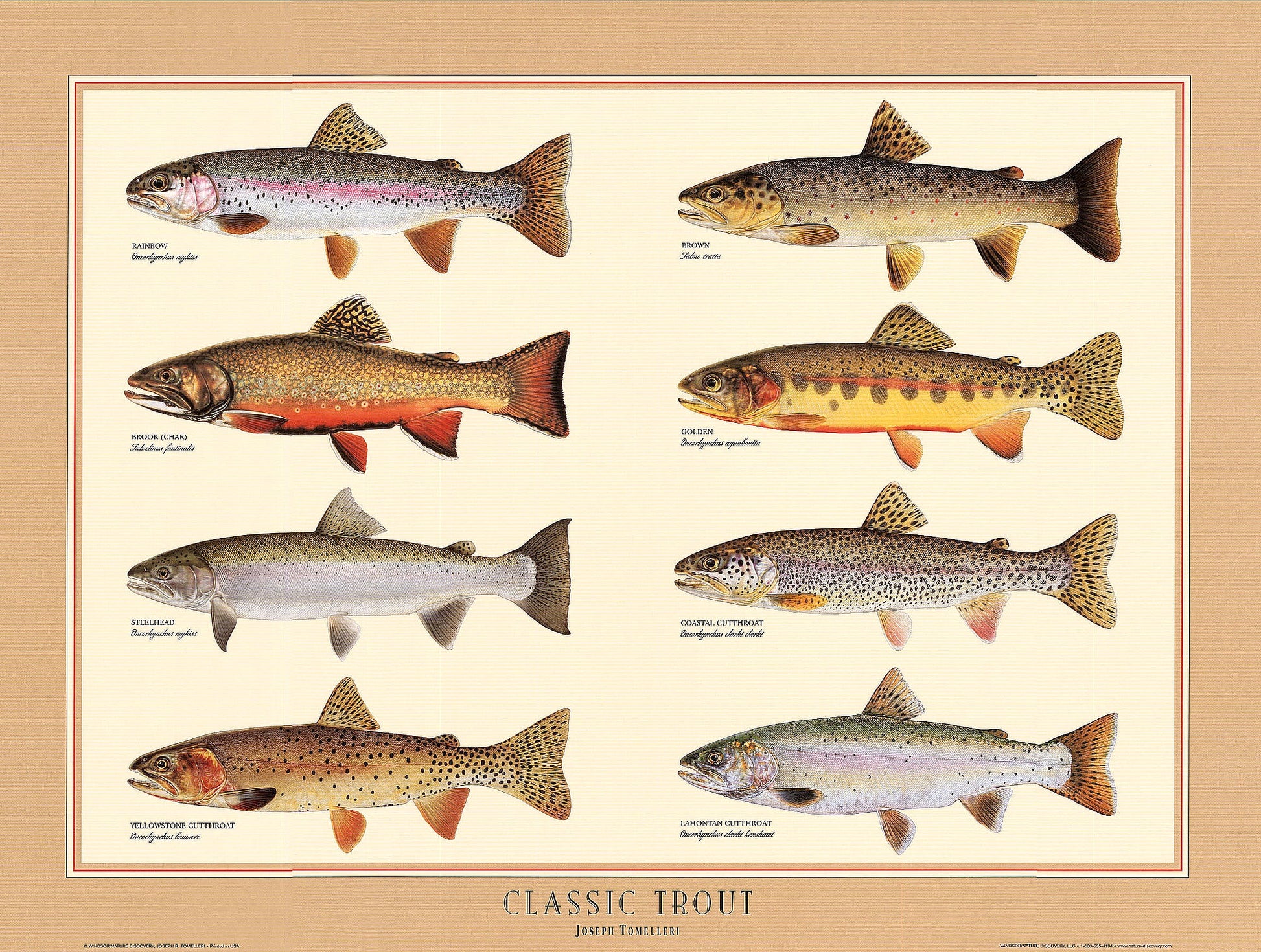 Classic Trout Poster | Identification Chart and Wall Art by Joseph Tomelleri
