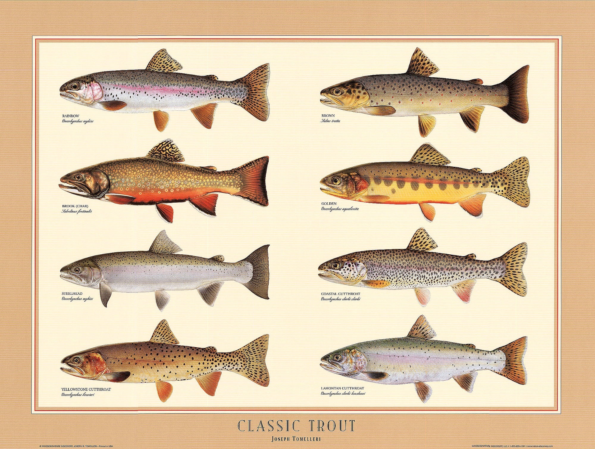 Classic Trout Poster | Identification Chart and Wall Art by Joseph Tomelleri