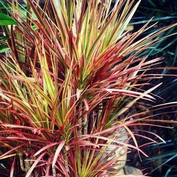 Red Edged Dracaena