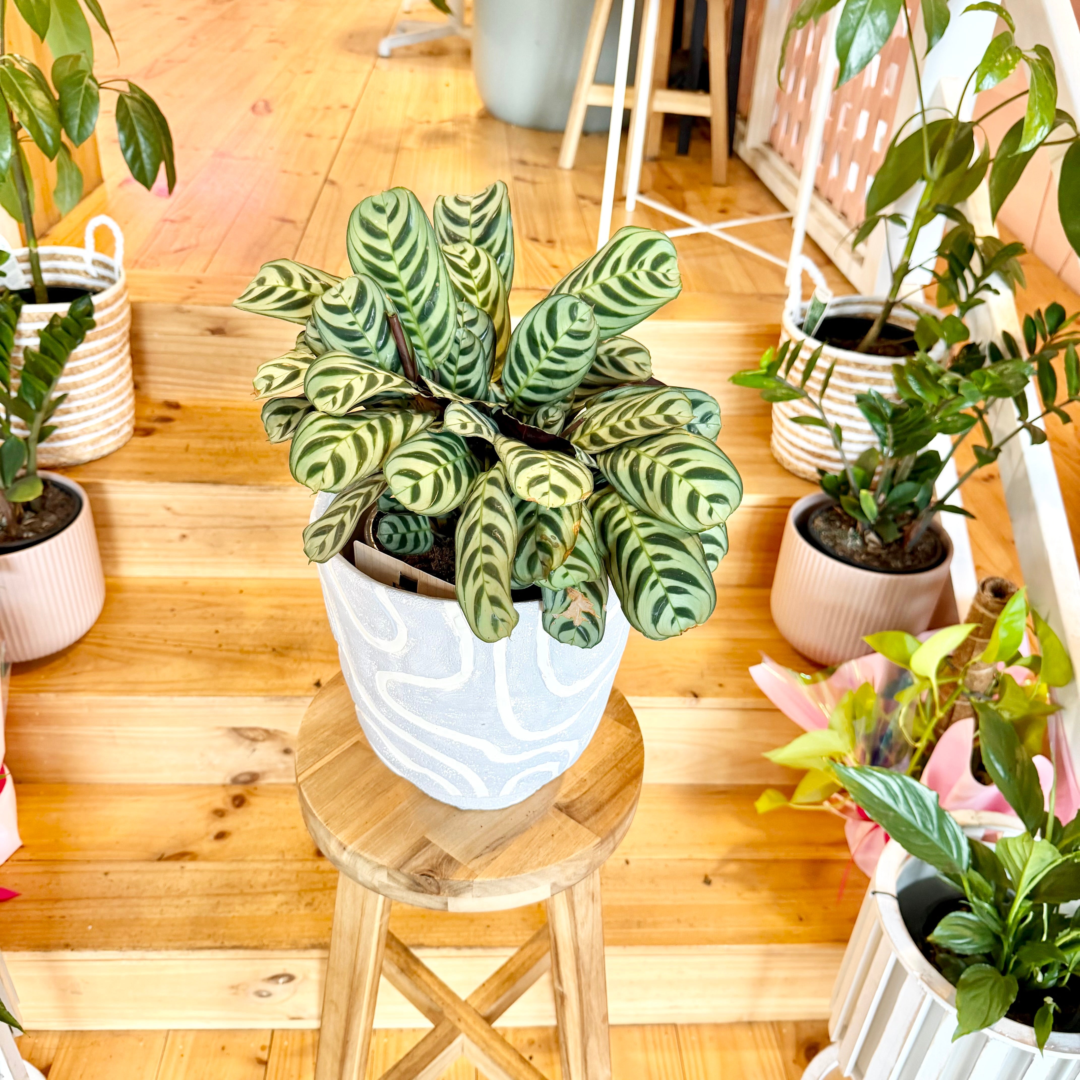 Fishbone Calathea - 170mm (Pot Combo Option)