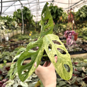 Monstera adansonii 'Mint'
