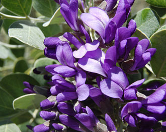 Sophora secundiflora syn. Dermatophyllum secundiflorum