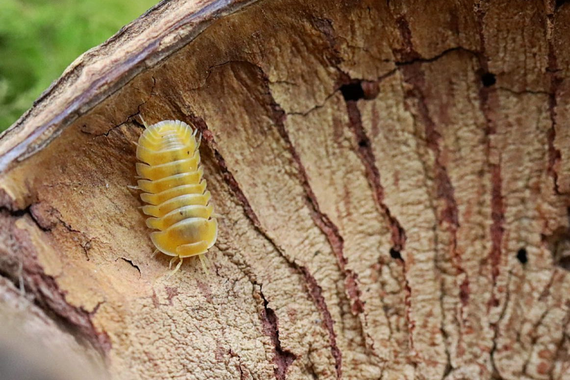 CUBARIS SP 'Lemon Drop' Isopods