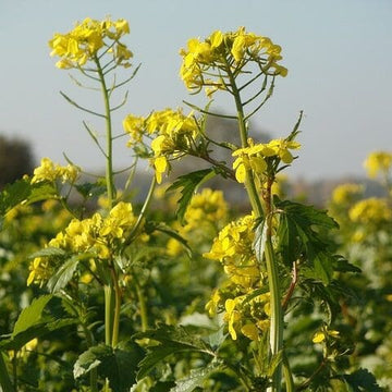 Rapeseed Mustard Seeds