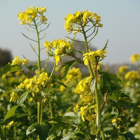 Rapeseed Mustard Seeds