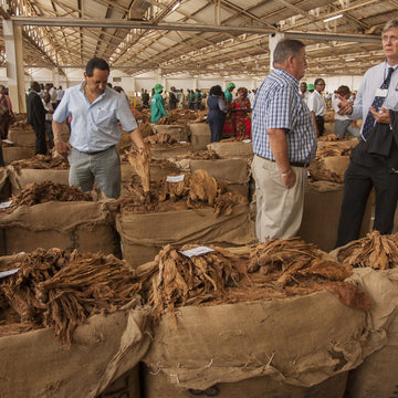 Malawi's forests going up in smoke as tobacco industry takes heavy toll |  Natural resources and development