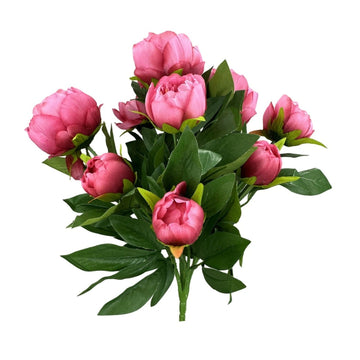 Peony Bush