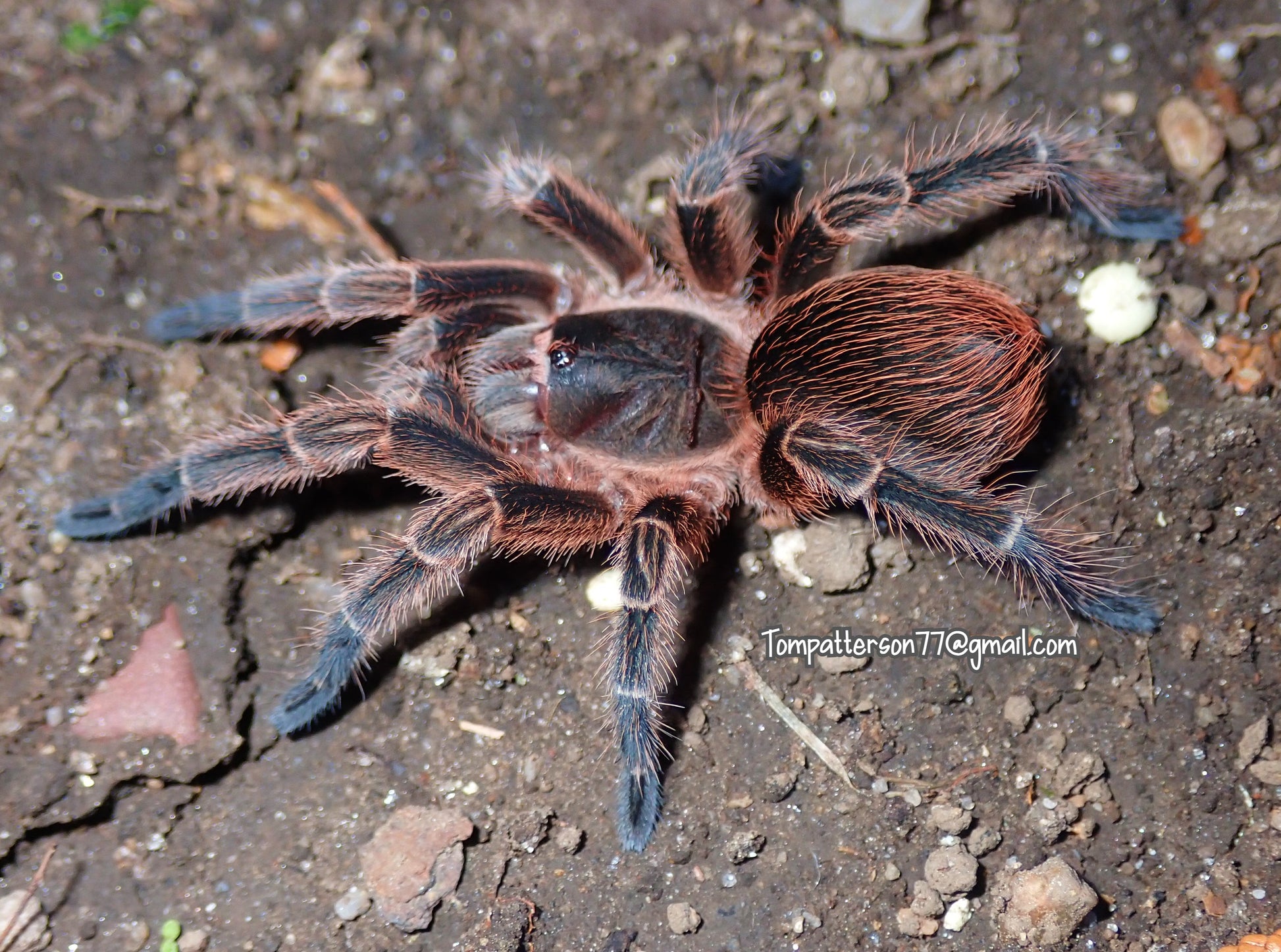 Phormictopus cautus 2”