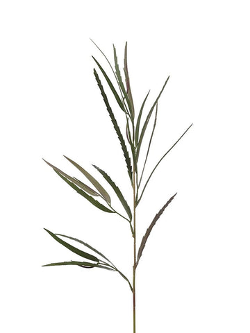 Grevillea