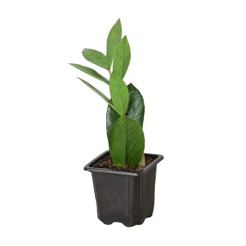 Zamioculcas Zamiifolia ZZ - ZZ Top Performer: Low-Light, Drought-Tolerant Houseplant