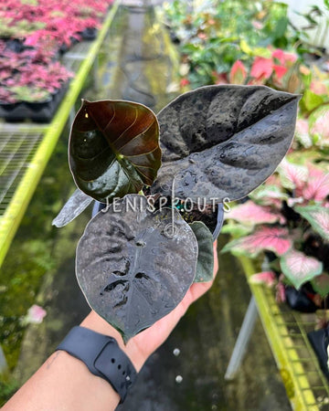 4" Alocasia Infernalis