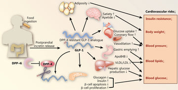 DPP-4 inhibitors and GLP-1RAs: cardiovascular safety and benefits